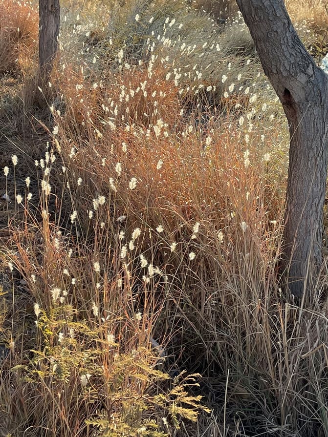 Colores invernales de Zonda con chispas de sol