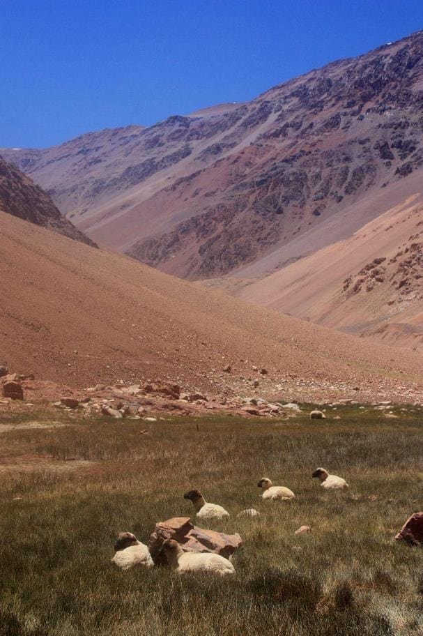 Locus Amoenus Andino