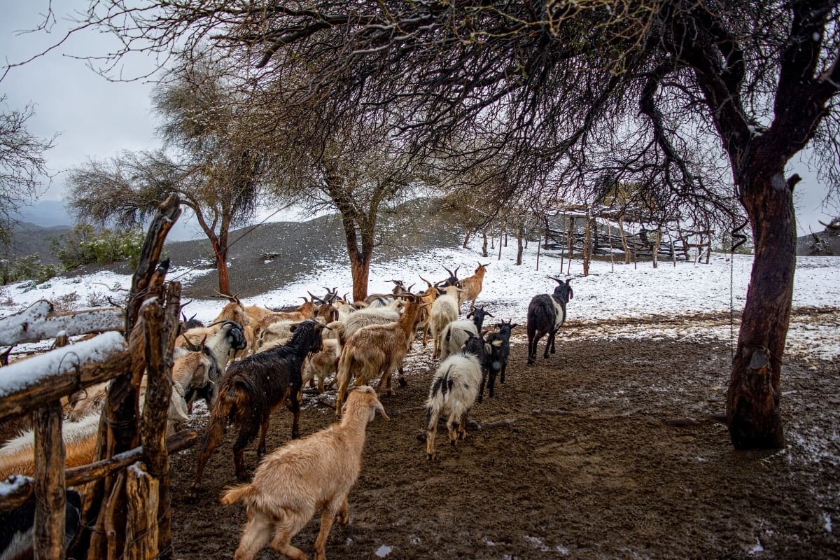 Loma del medio, Jáchal