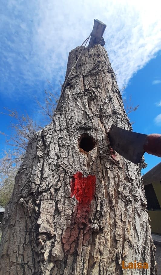 Firme, a pesar de todo