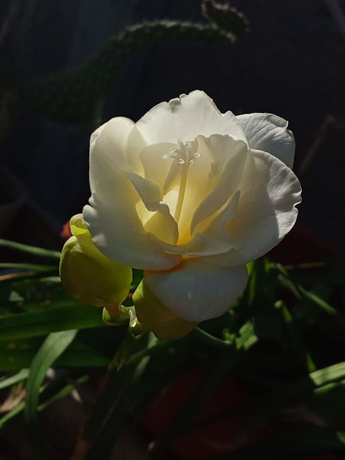 En tu esencia está tu luz